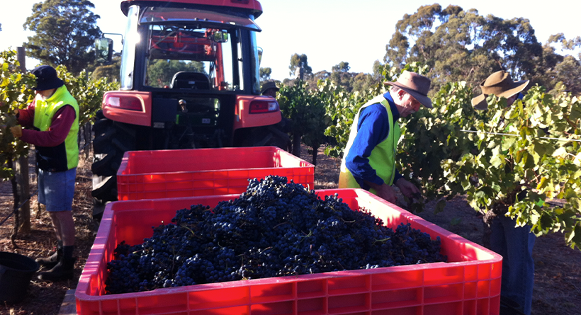 Sandhurst Ridge Vineyard